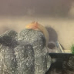 Meet your Posher, Jerald